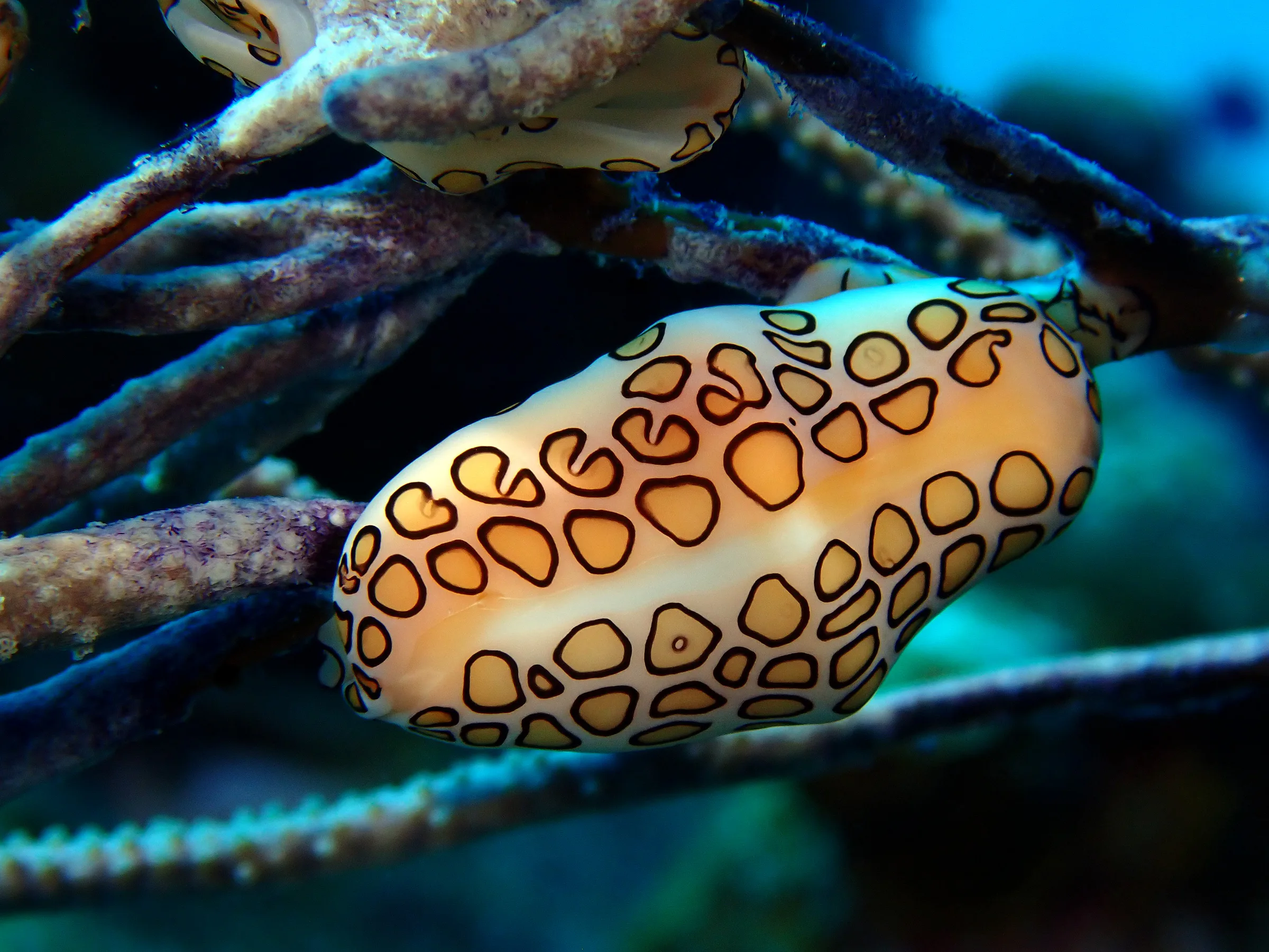 Cozumel underwater photograph, 2023