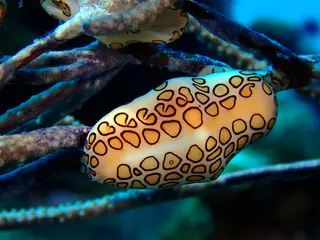 Underwater photograph by Joel Bergsma