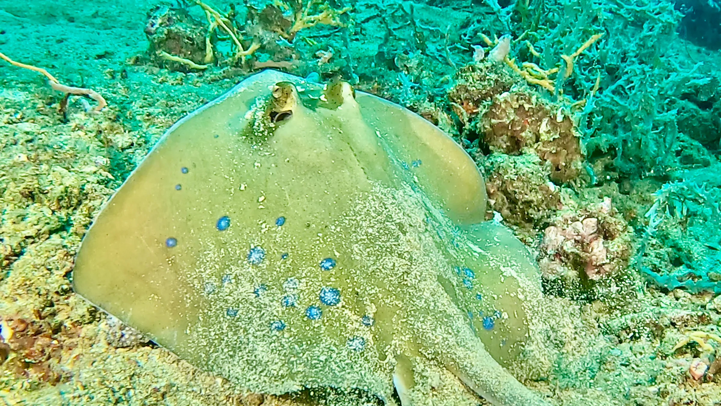 Philippines underwater photograph, 2026