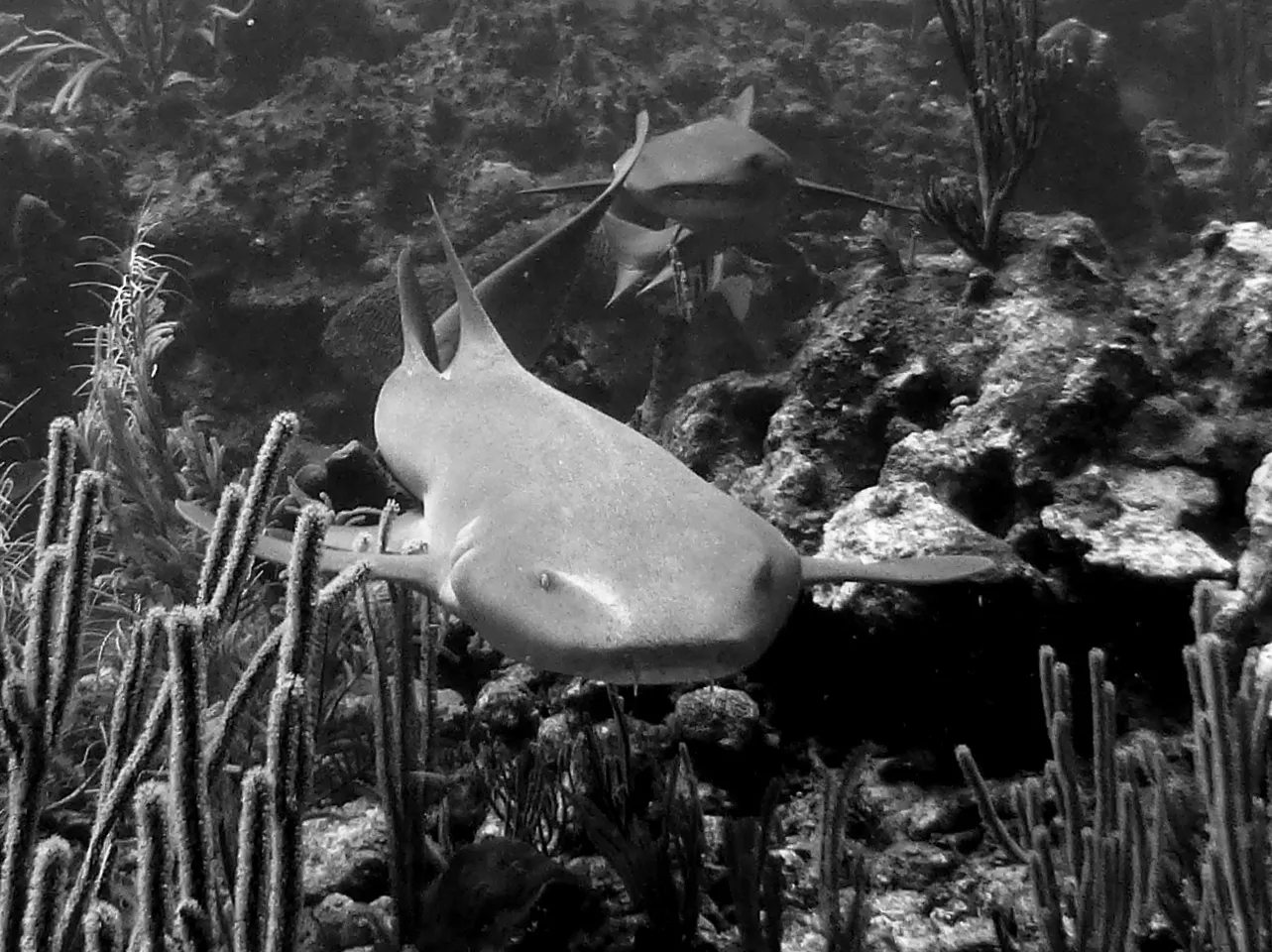 Nurse Shark, Belize, 2017