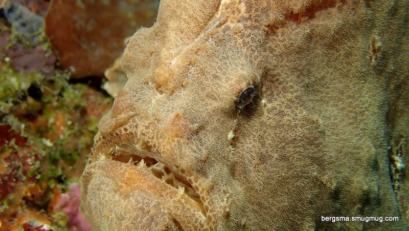 Philippines underwater photograph, 2019
