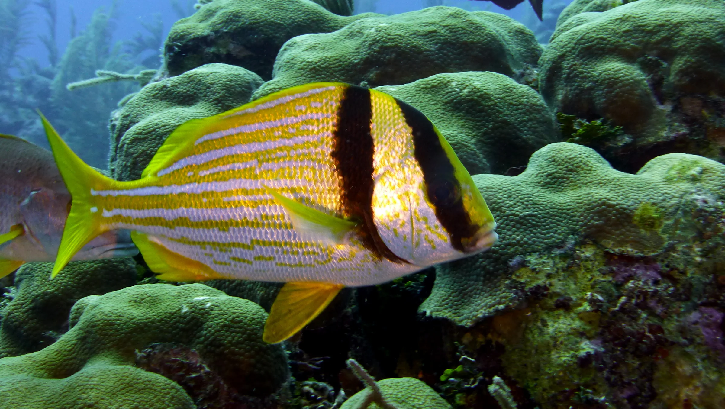Belize underwater photograph, 2017