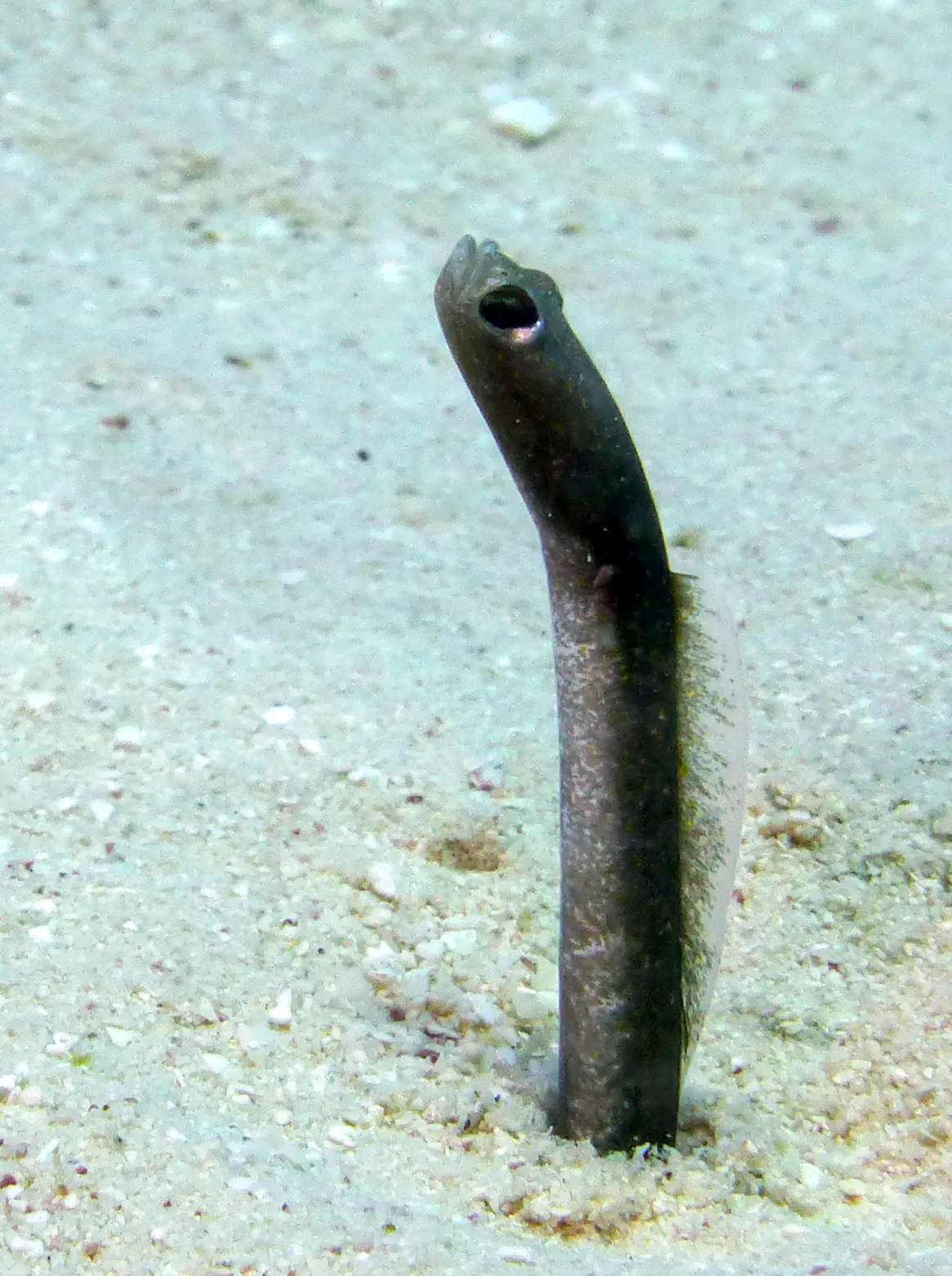 Brown Garden Eel, Belize, 2017