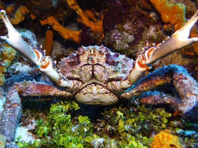 Underwater photograph by Joel Bergsma