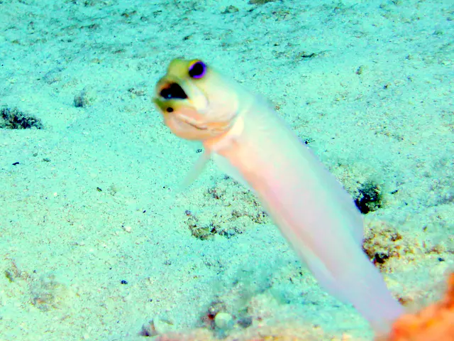 Underwater photograph by Joel Bergsma