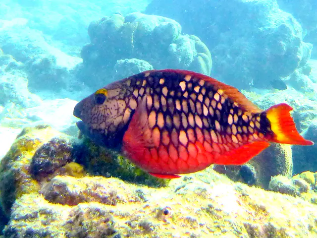 Underwater photograph by Joel Bergsma