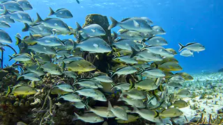 Underwater photograph by Joel Bergsma