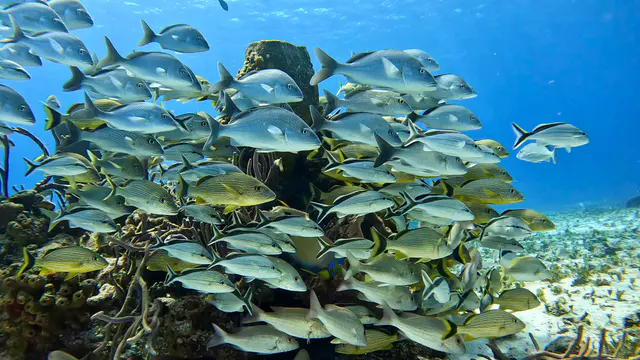 Underwater photograph by Joel Bergsma