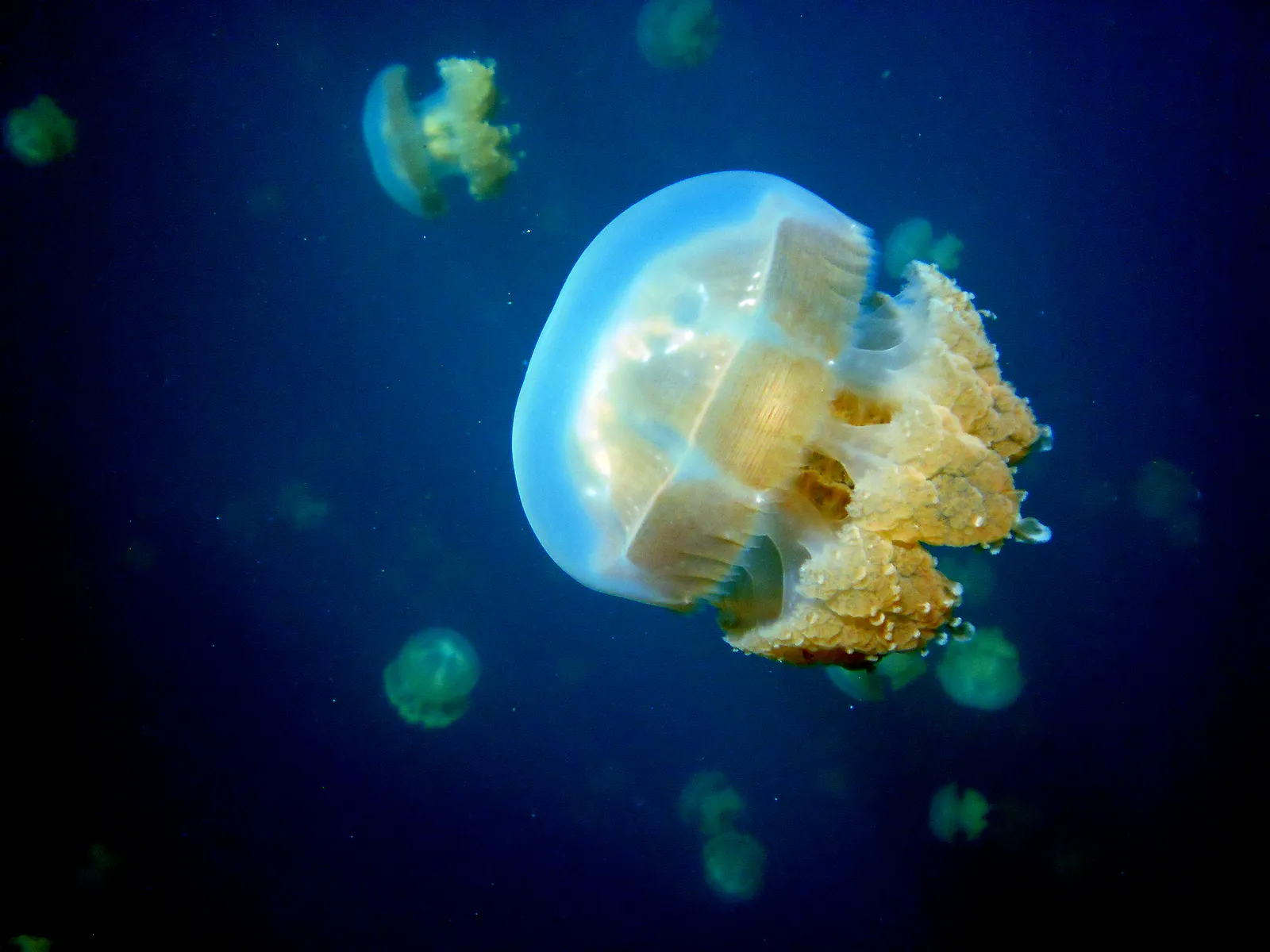 Golden Jellyfish.