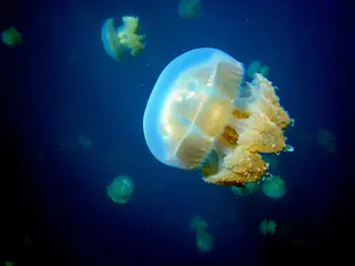 Golden Jellyfish.
