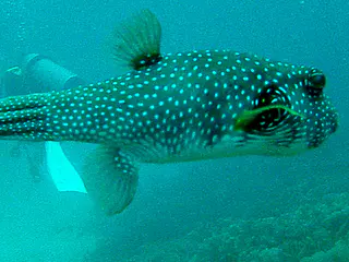 Pufferfish