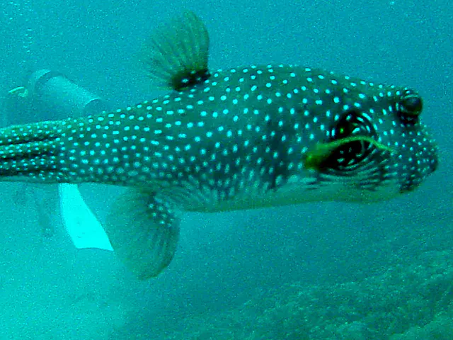 Pufferfish