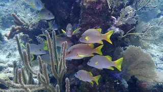 yellow tail grunt fish