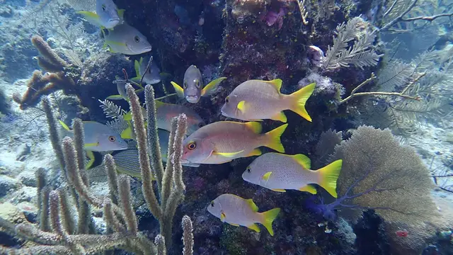 yellow tail grunt fish