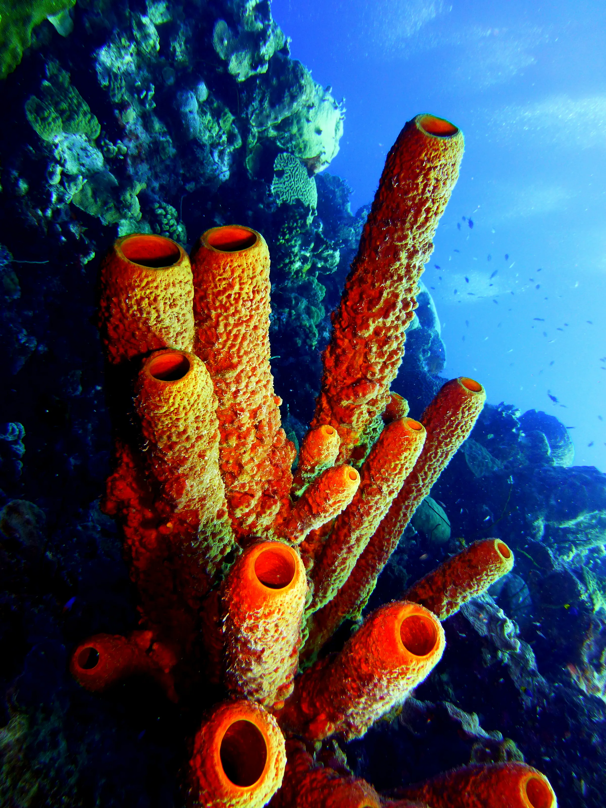 Tube Sponge, Bonaire, 2013
