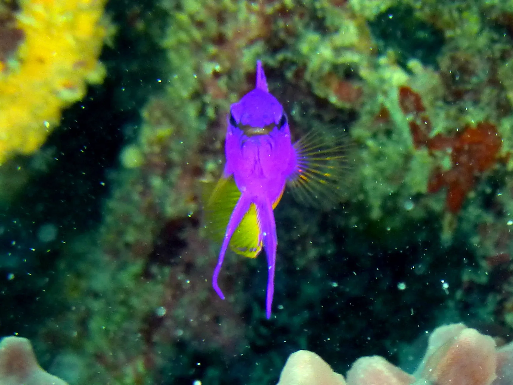 Fairy Basslet, Belize, 2017