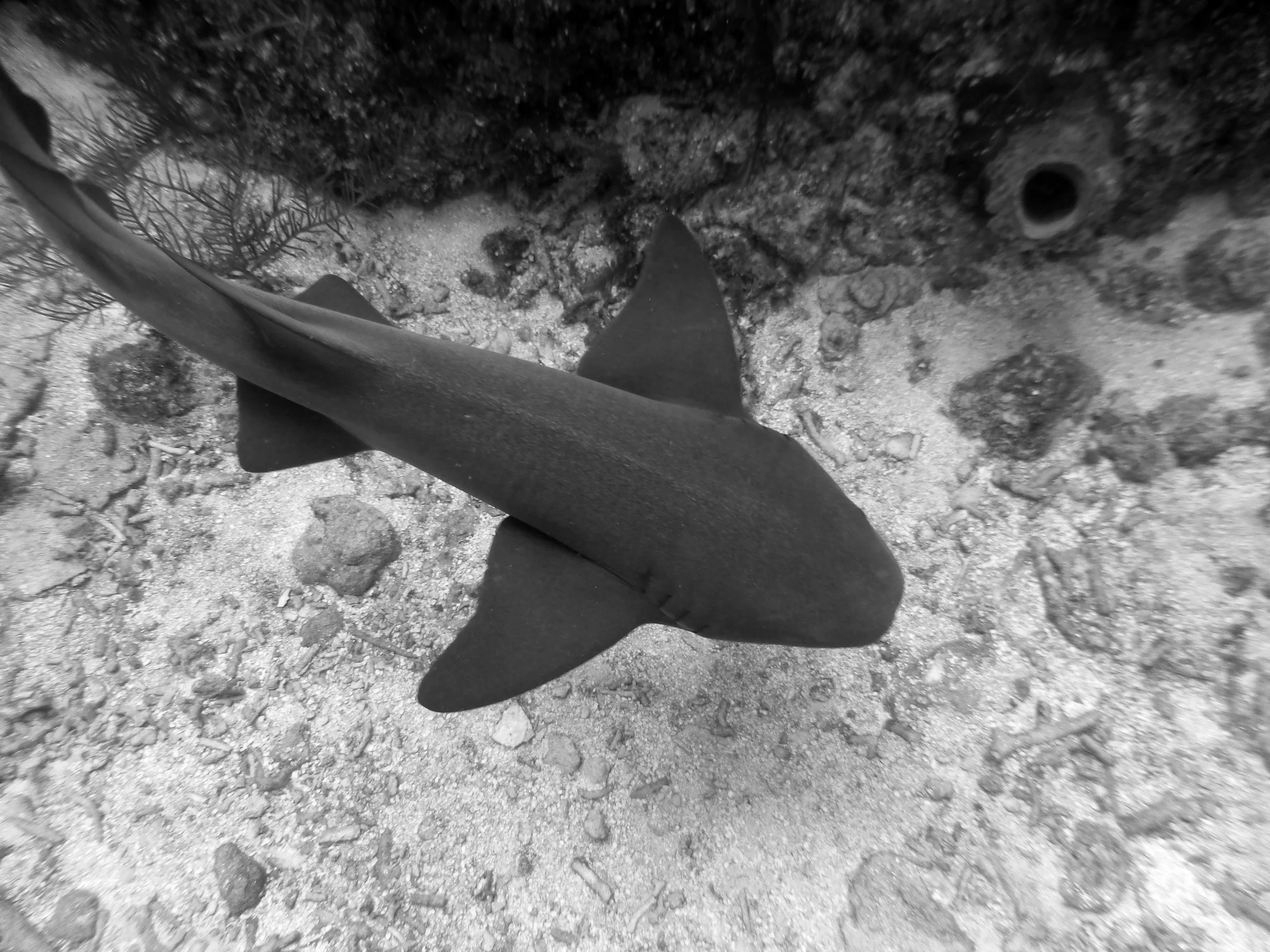 Nurse Shark, Belize, 2017