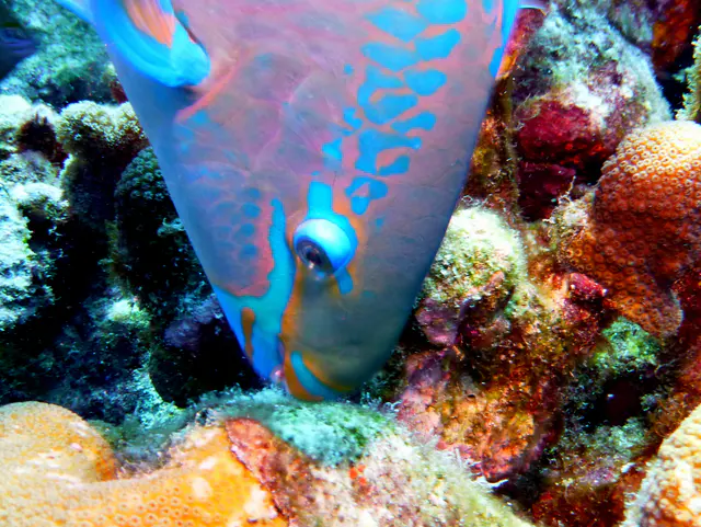 Underwater photograph by Joel Bergsma