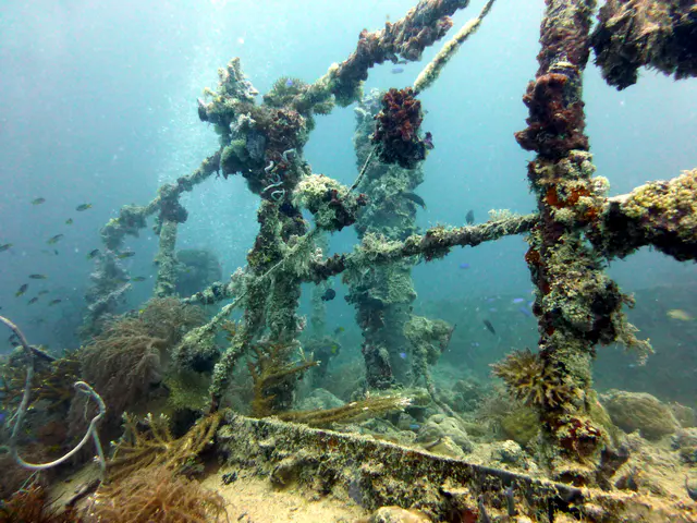 Underwater photograph by Joel Bergsma