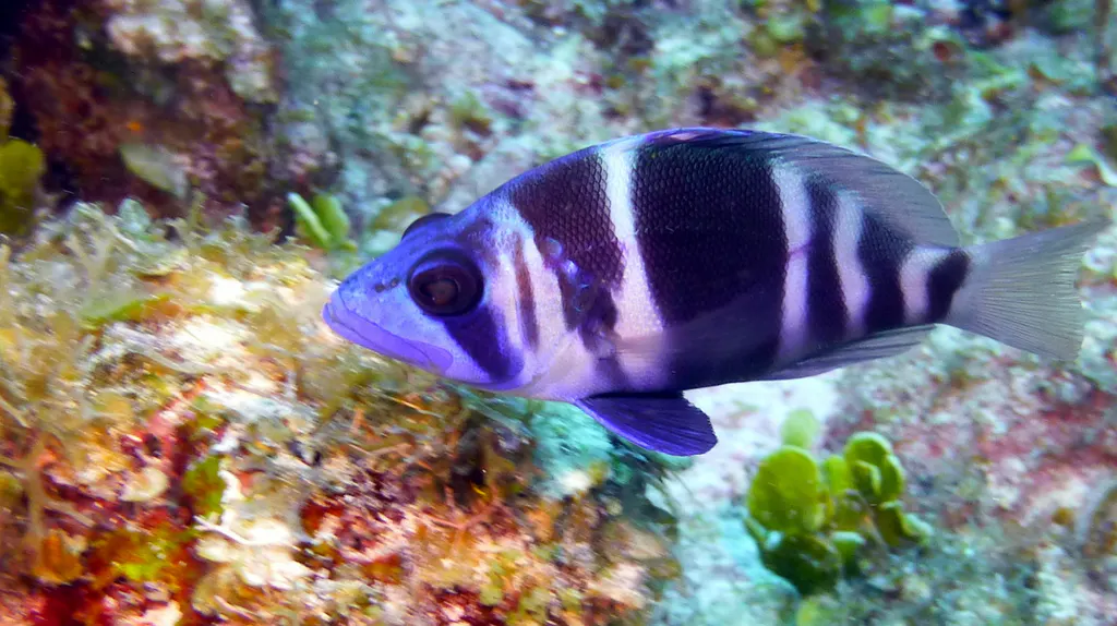 Underwater photograph by Joel Bergsma