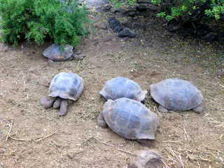 Giant Tortoises resting in an enclosure at the Research Center.