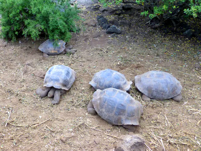 Giant Tortoises resting in an enclosure at the Research Center.