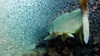 Underwater photograph by Joel Bergsma