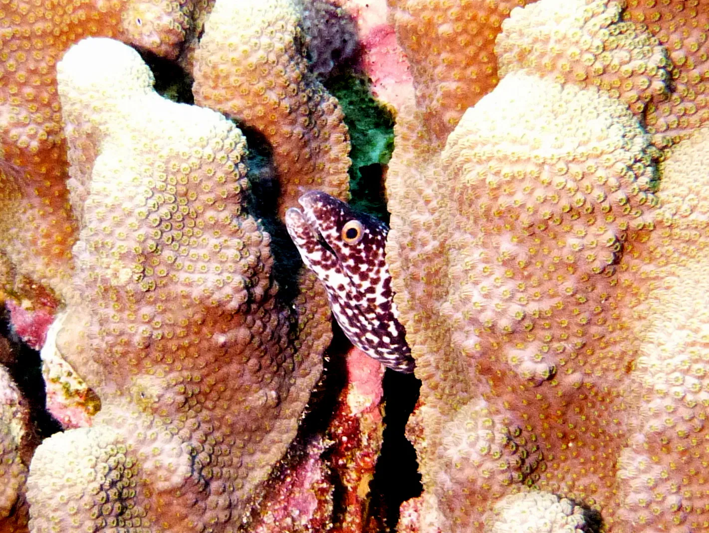 Spotted Moray Eel, Bonaire, 2013