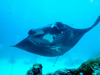 A black manta ray circles the coral balmy cleaning station at the mouth of the German Channel, Palau. What appears in this photo to be a "hole" in the center of the manta is, in fact, a patch of white skin. 2011-01-15.