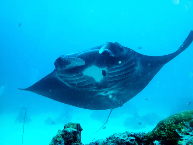 A black manta ray circles the coral balmy cleaning station at the mouth of the German Channel, Palau.  What appears in this photo to be a "hole" in the center of the manta is, in fact, a patch of white skin.    2011-01-15.