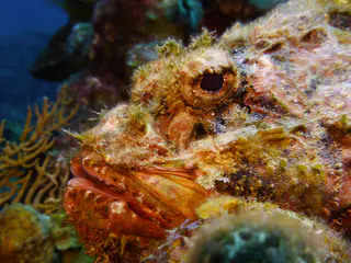Underwater photograph by Joel Bergsma