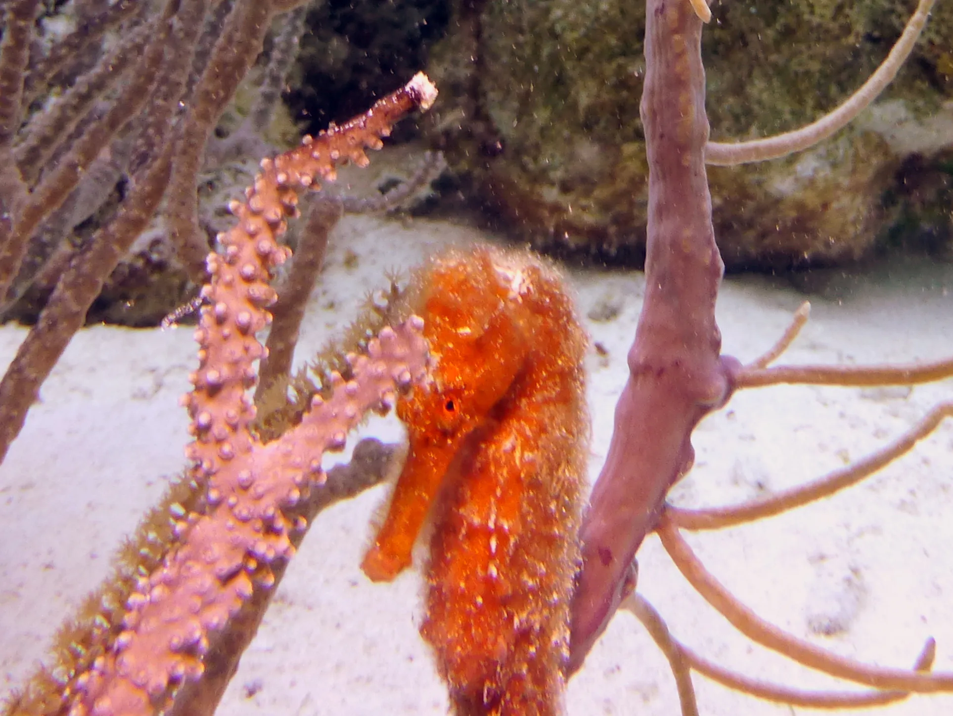 Seahorse, Bonaire, 2013