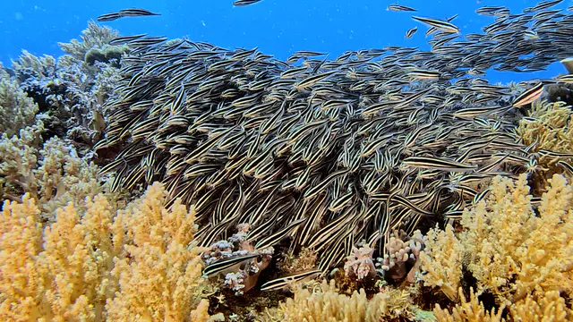 Underwater photograph by Joel Bergsma