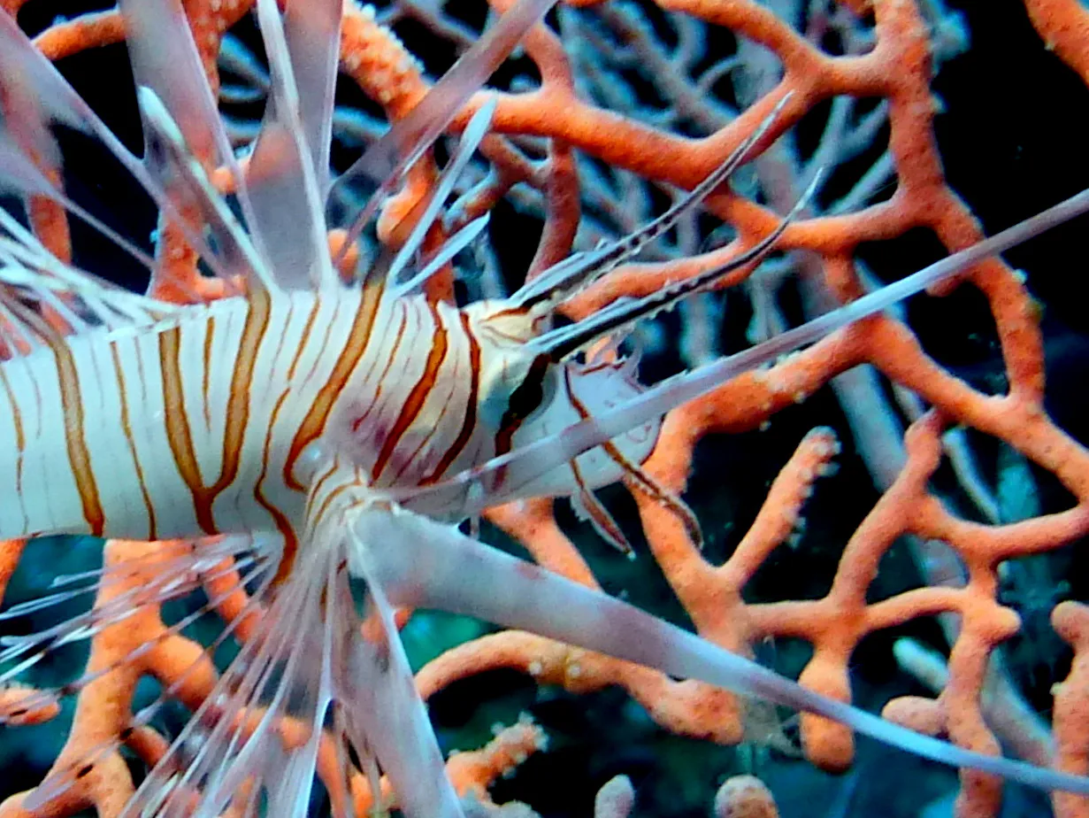 Lionfish, Philippines, 2014