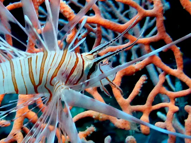 Underwater photograph by Joel Bergsma