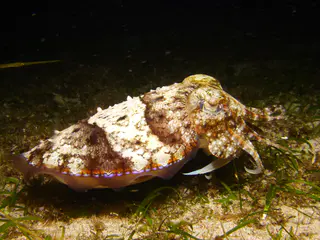 Underwater photograph by Joel Bergsma