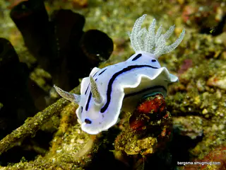 Underwater photograph by Joel Bergsma