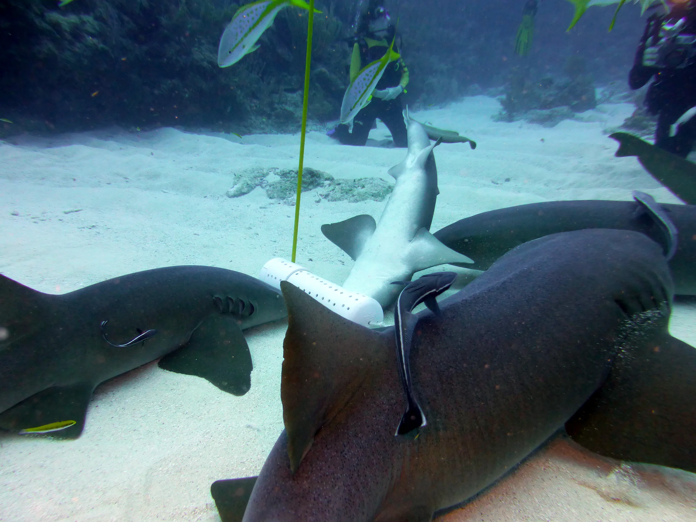 Nurse Shark, Belize, 2017