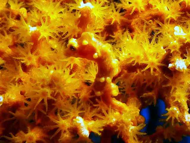 Underwater photograph by Joel Bergsma