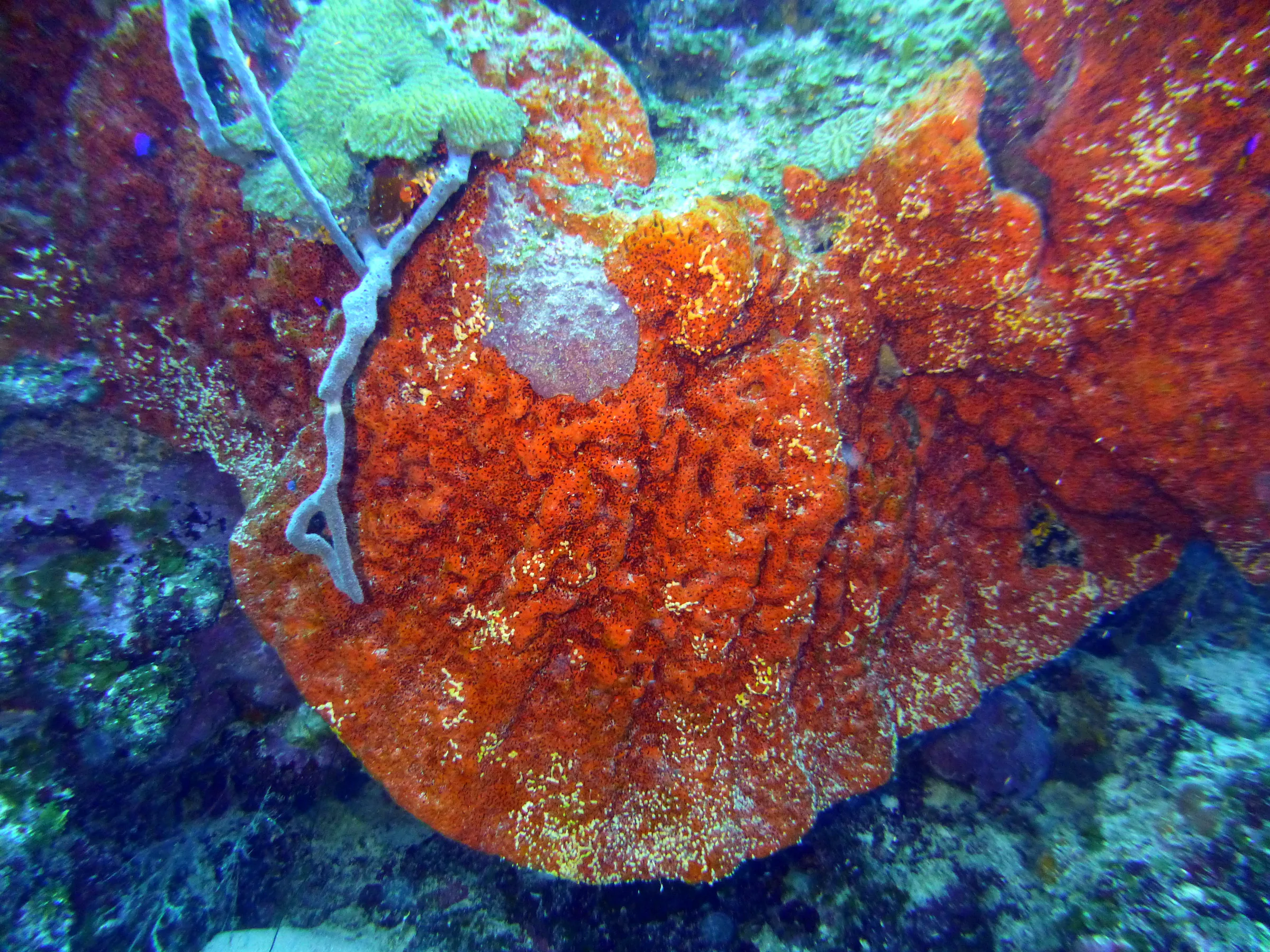 Belize underwater photograph, 2017