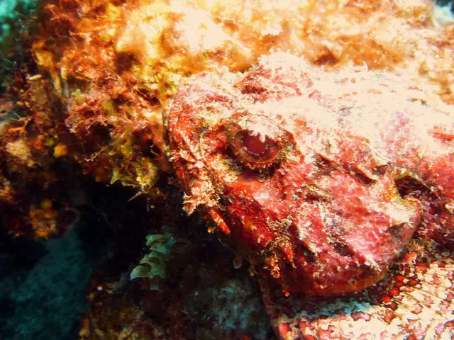 Underwater photograph by Joel Bergsma
