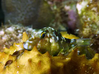 Underwater photograph by Joel Bergsma