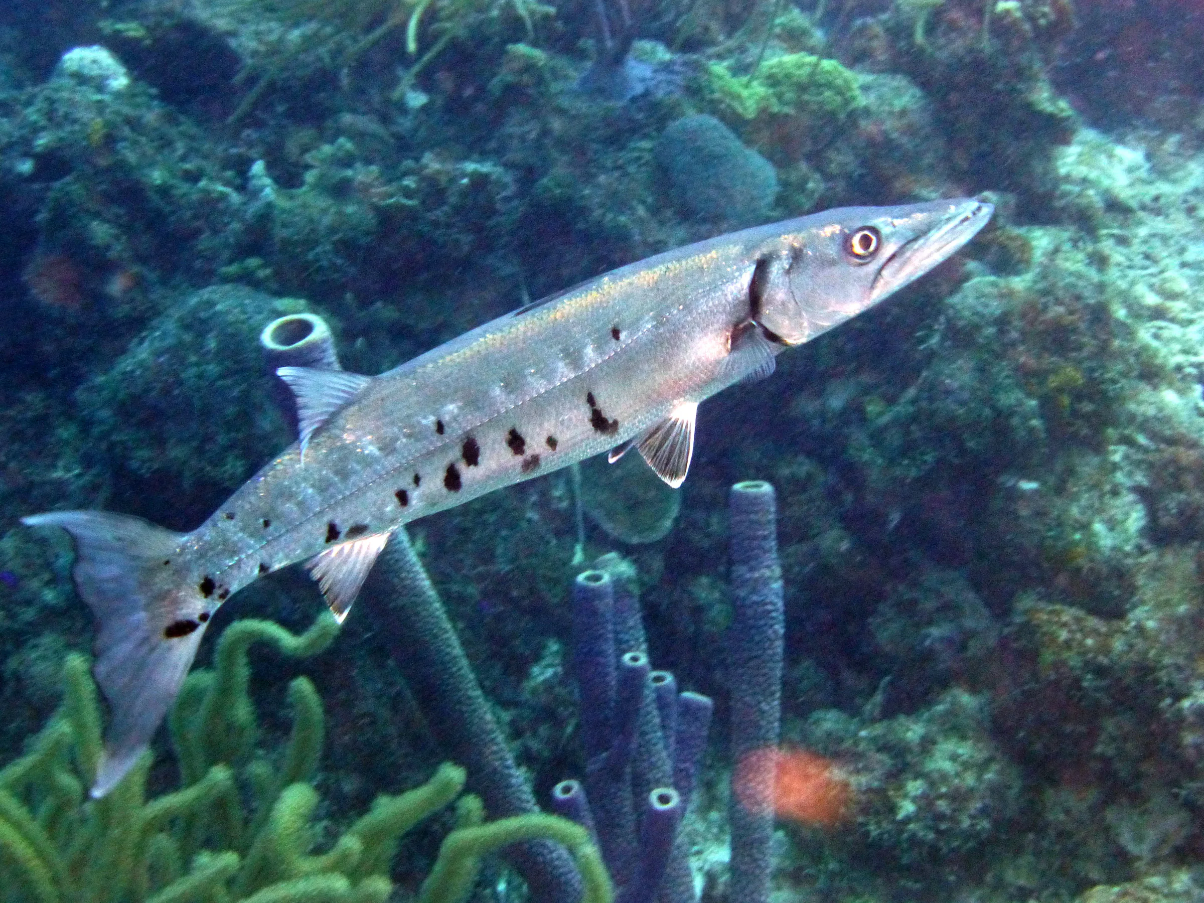 Barracuda, Bonaire, 2013