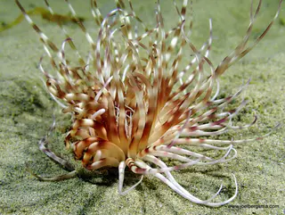 Underwater photograph by Joel Bergsma