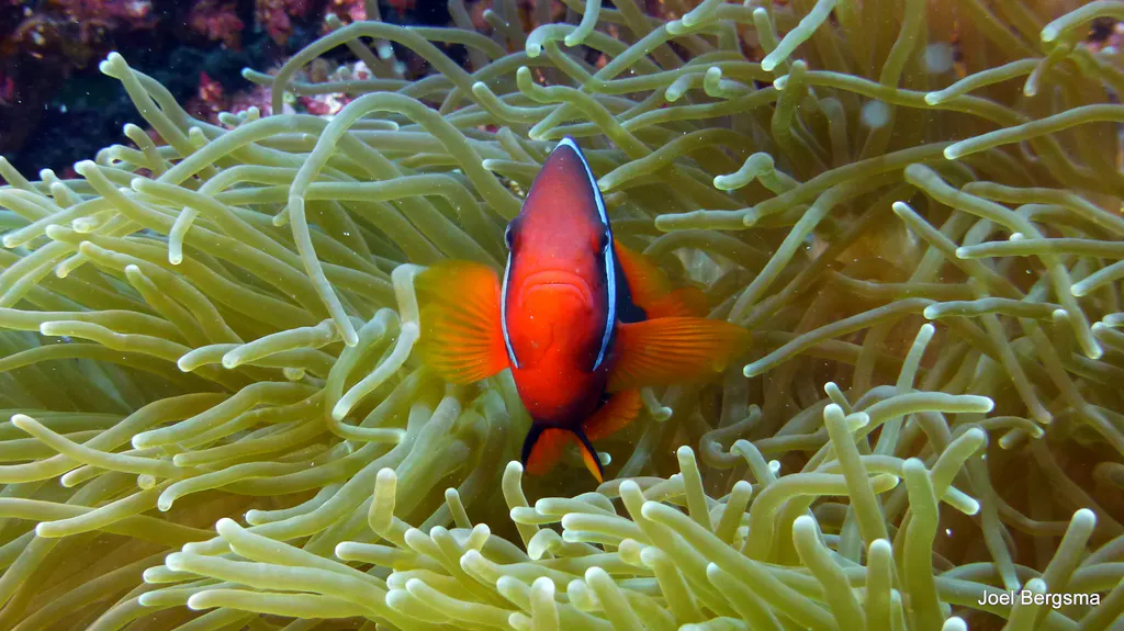 Underwater photograph by Joel Bergsma