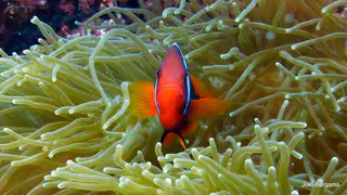 Underwater photograph by Joel Bergsma