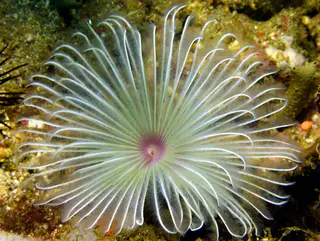 Underwater photograph by Joel Bergsma