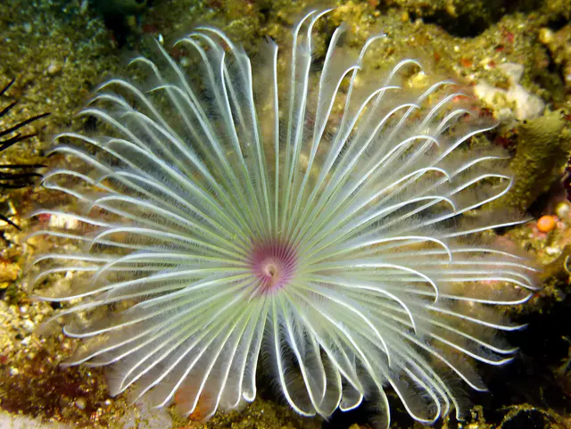 Underwater photograph by Joel Bergsma
