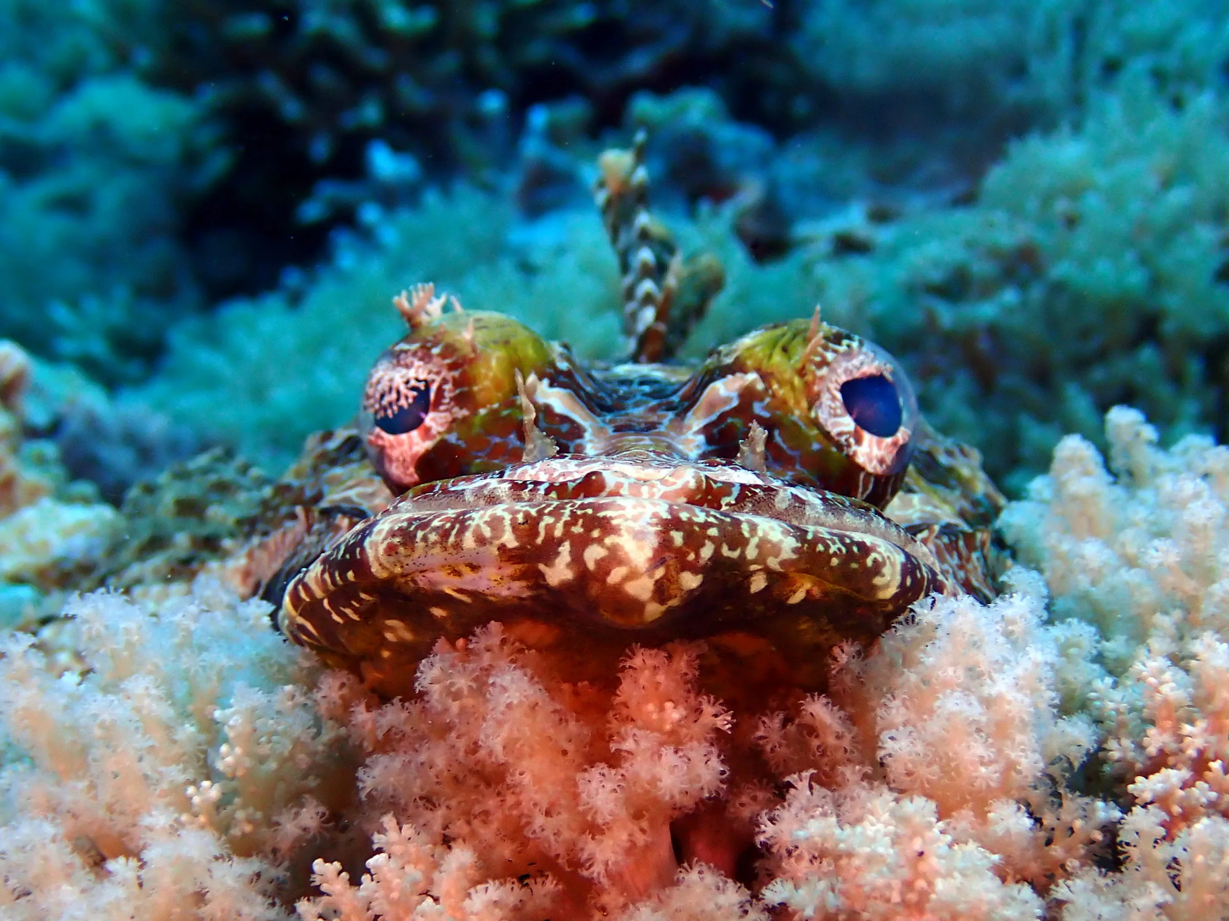 Palau underwater photograph, 2022