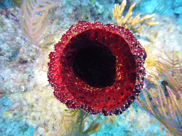 Underwater photograph by Joel Bergsma